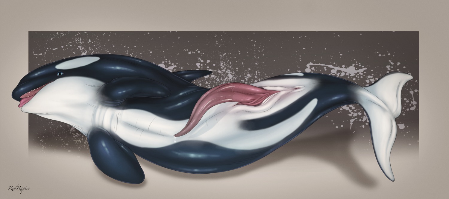 2013 absurd_res animal_genitalia animal_penis anus aquatic black_body blue_eyes bodily_fluids cetacean cetacean_genitalia cetacean_penis cum cum_drip digital_media_(artwork) dolphin dorsal_fin dripping e621 erection feral fin flippers genital_fluids genital_slit genitals glistening hi_res long_penis looking_at_viewer lying male mammal multicolored_body nude oceanic_dolphin on_back on_side open_mouth orca penis pink_penis pink_tongue precum presenting presenting_penis redraptor16 sharp_teeth signature solo tail tail_fin tapering_penis teeth tongue tongue_out toothed_whale two_tone_body vein white_body