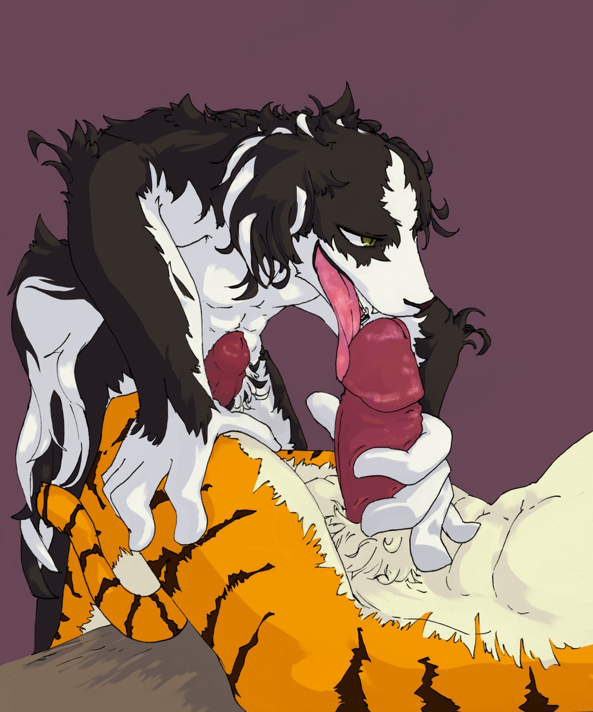 absurd_res anthro border_collie canid canine canis collie domestic_dog donnamonyo duo e621 erection faceless_character faceless_male felid genitals herding_dog hi_res humanoid_genitalia humanoid_penis licking male male/male male_penetrated male_penetrating male_penetrating_male mammal nude oral pantherine pastoral_dog penetration penile penis penis_lick sex sheepdog sitting tiger tongue tongue_out
