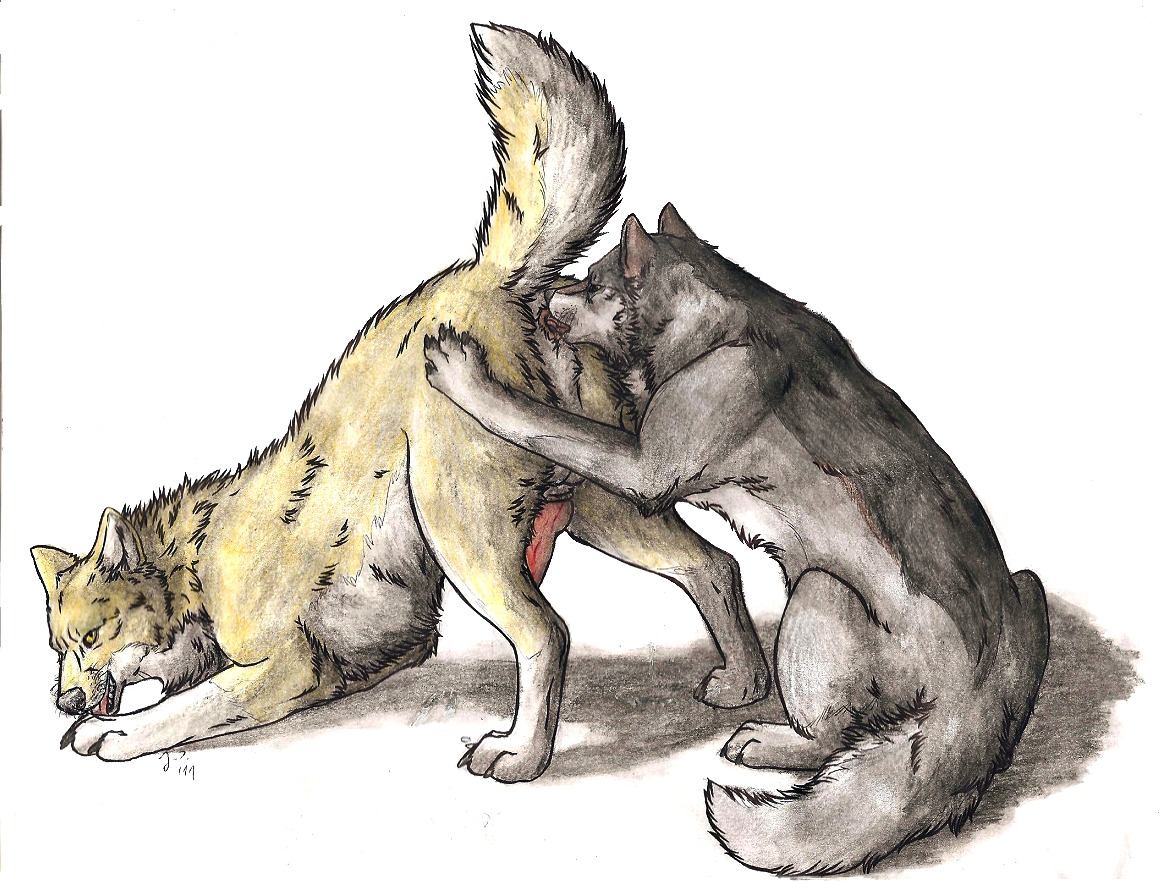 anal anus ass_up backsack balls canid canine canis duo e621 erection feral feral_on_feral genitals hand_on_another's_butt hand_on_butt knot licking male male/male male_penetrated male_penetrating male_penetrating_male mammal oral penetration penis quadruped rimming sex simple_background sumanitu_taka_nagi tail tongue tongue_out white_background wolf