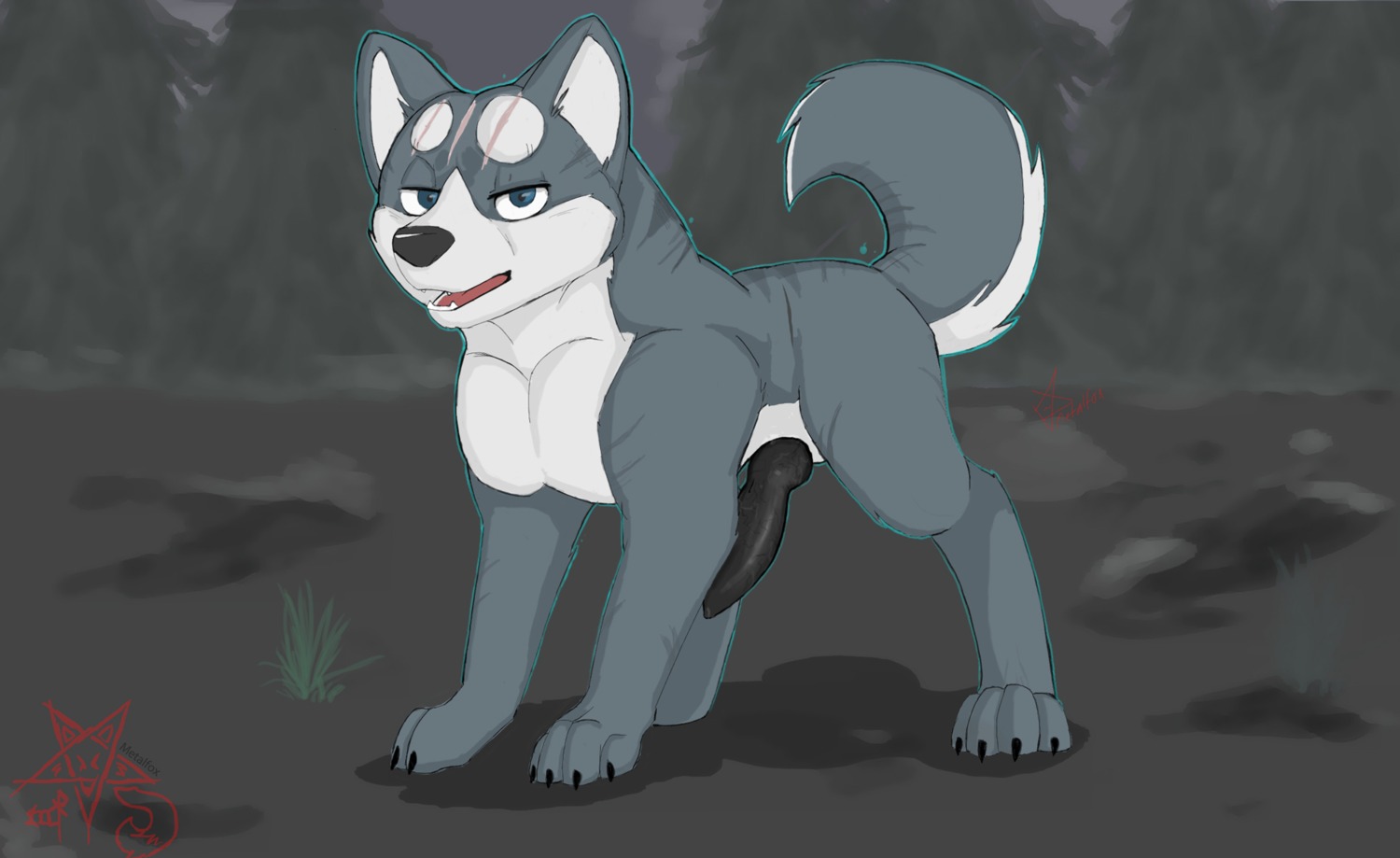 2012 akita animal_genitalia animal_penis black_penis canid canine canine_genitalia canine_penis canis digitigrade domestic_dog e621 erection feral genitals gin_(ginga) ginga_(series) hi_res knot looking_at_viewer male mammal metalfox penis quadruped solo spitz tail